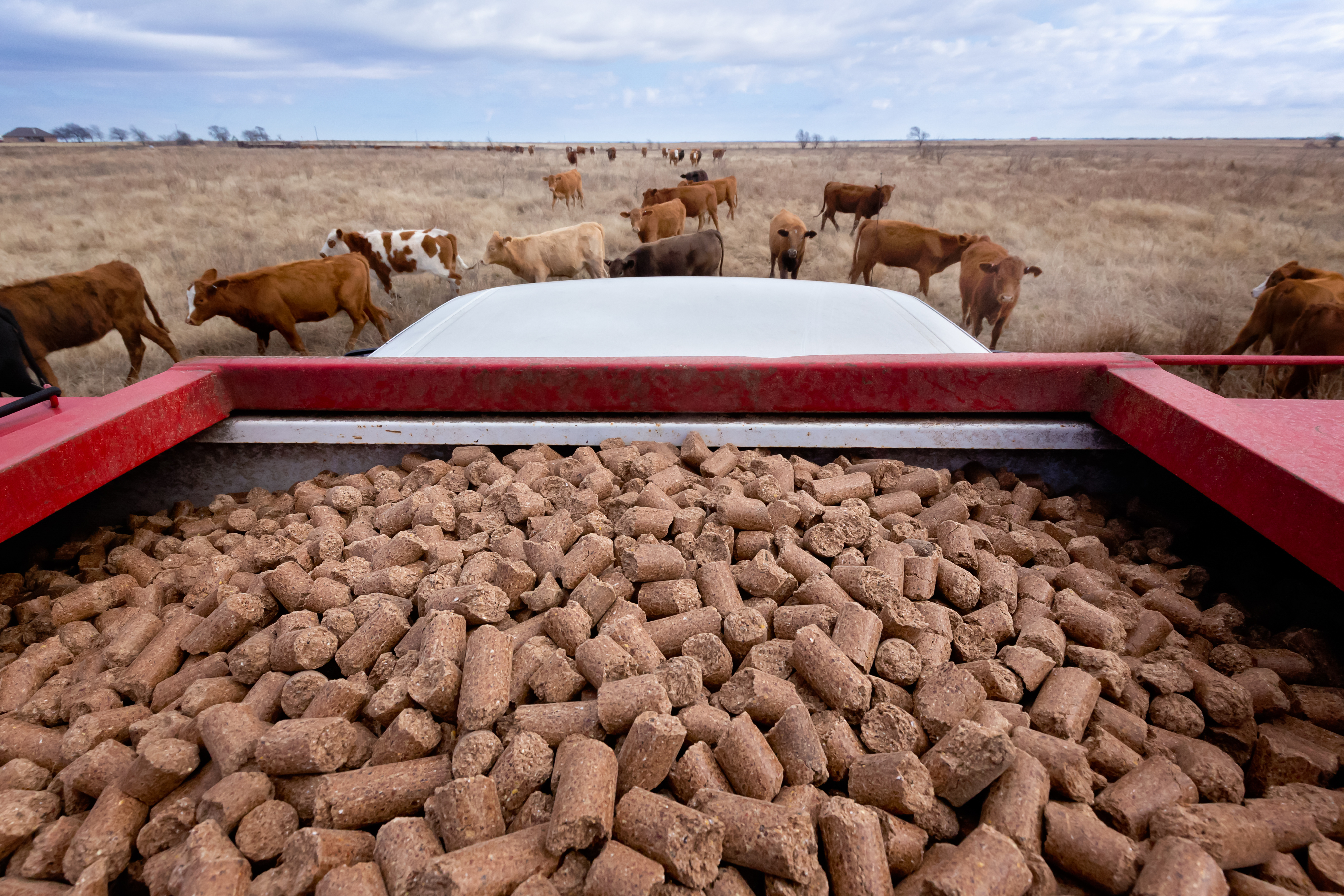 Food & Feed Industry